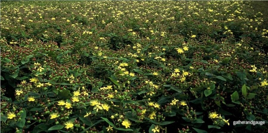 Luktlös Johannesört (Hypericum Inodorum) 'Inodorum' - Bild 3