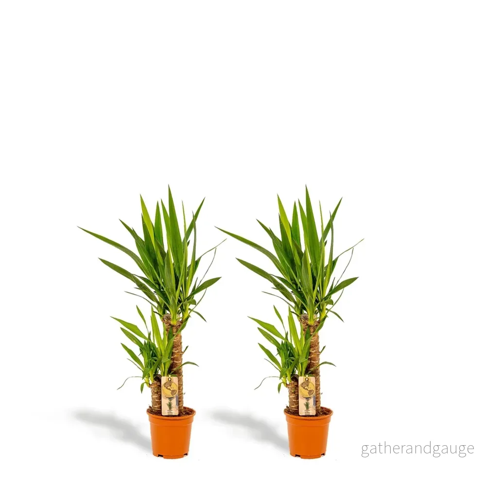 Yucca box - Set med 2 plantor, h90cm - Bild 3