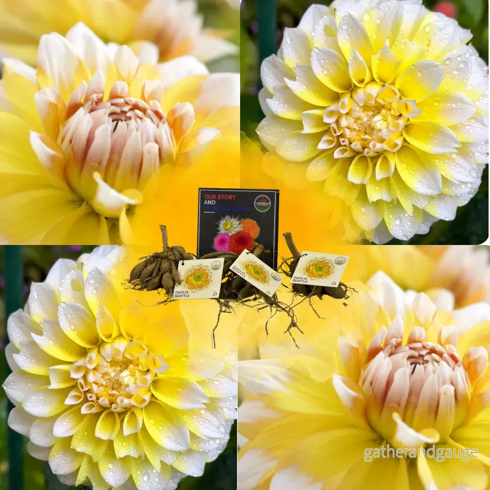 Dahlia Seattle stora blommor – Lökar Dahlia Seattle stora blommor – Lökar