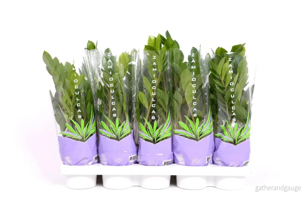 Zamioculcas 35 – Ø12cm – ↕30cm