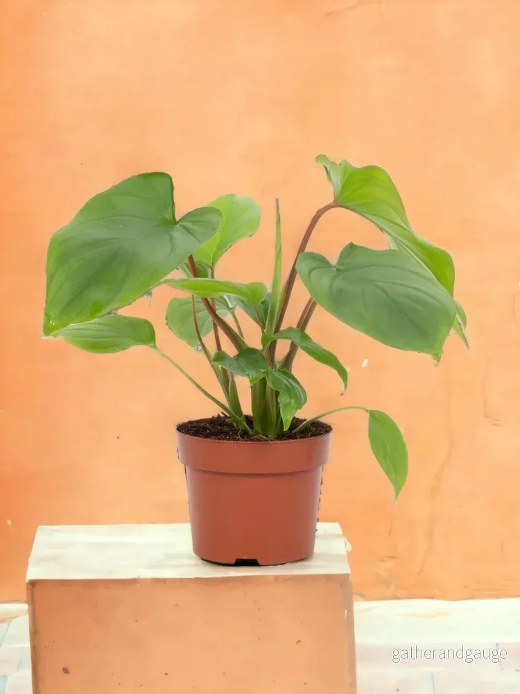 Homalomena Rubescens Maggy Homalomena Rubescens Maggy