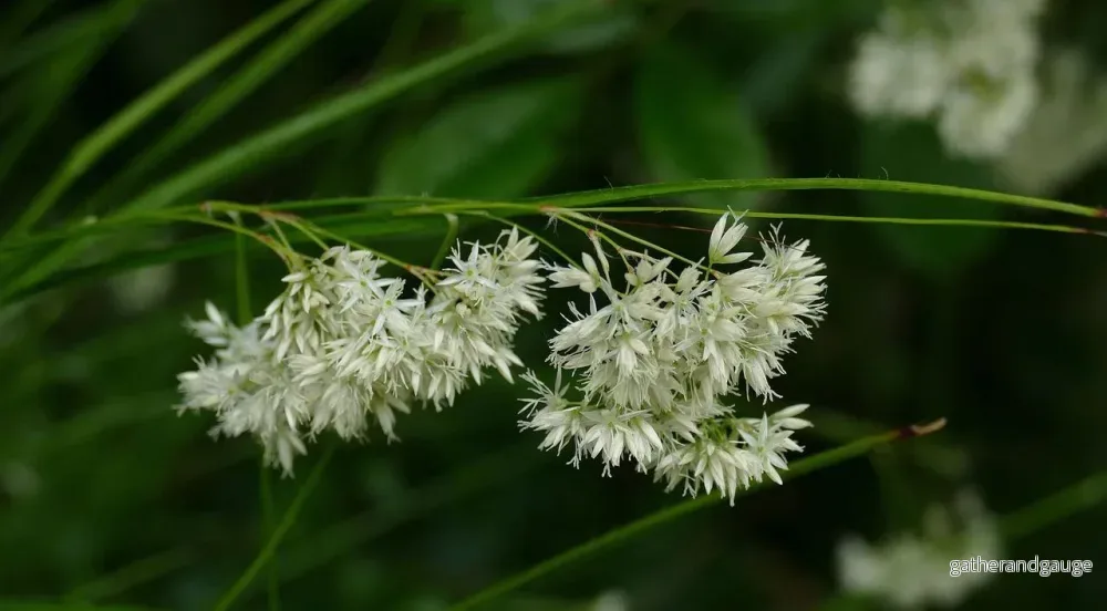 Vit Frylan (Luzula nivea) 'Nivea'