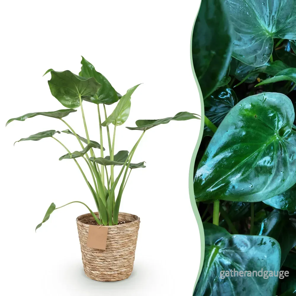 Alocasia Cucullata och korg - Bild 2