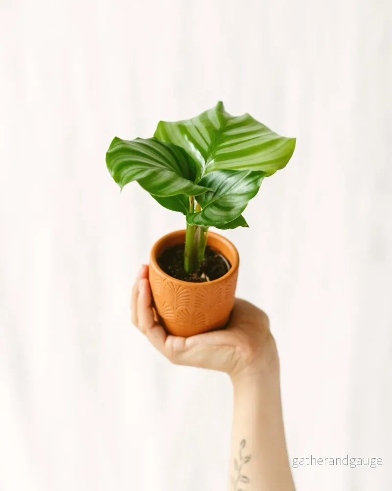 Mini Calathea orbifolia Mini Calathea orbifolia