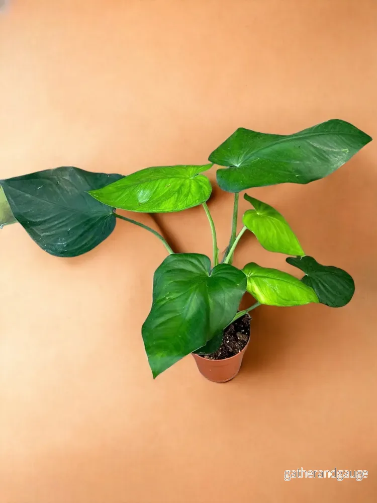 Syngonium Chiapense