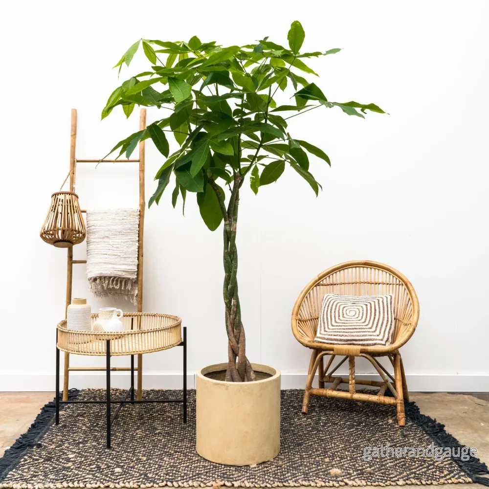 Pachira Aquatica flätad - 160cm - ø27 - Bild 2
