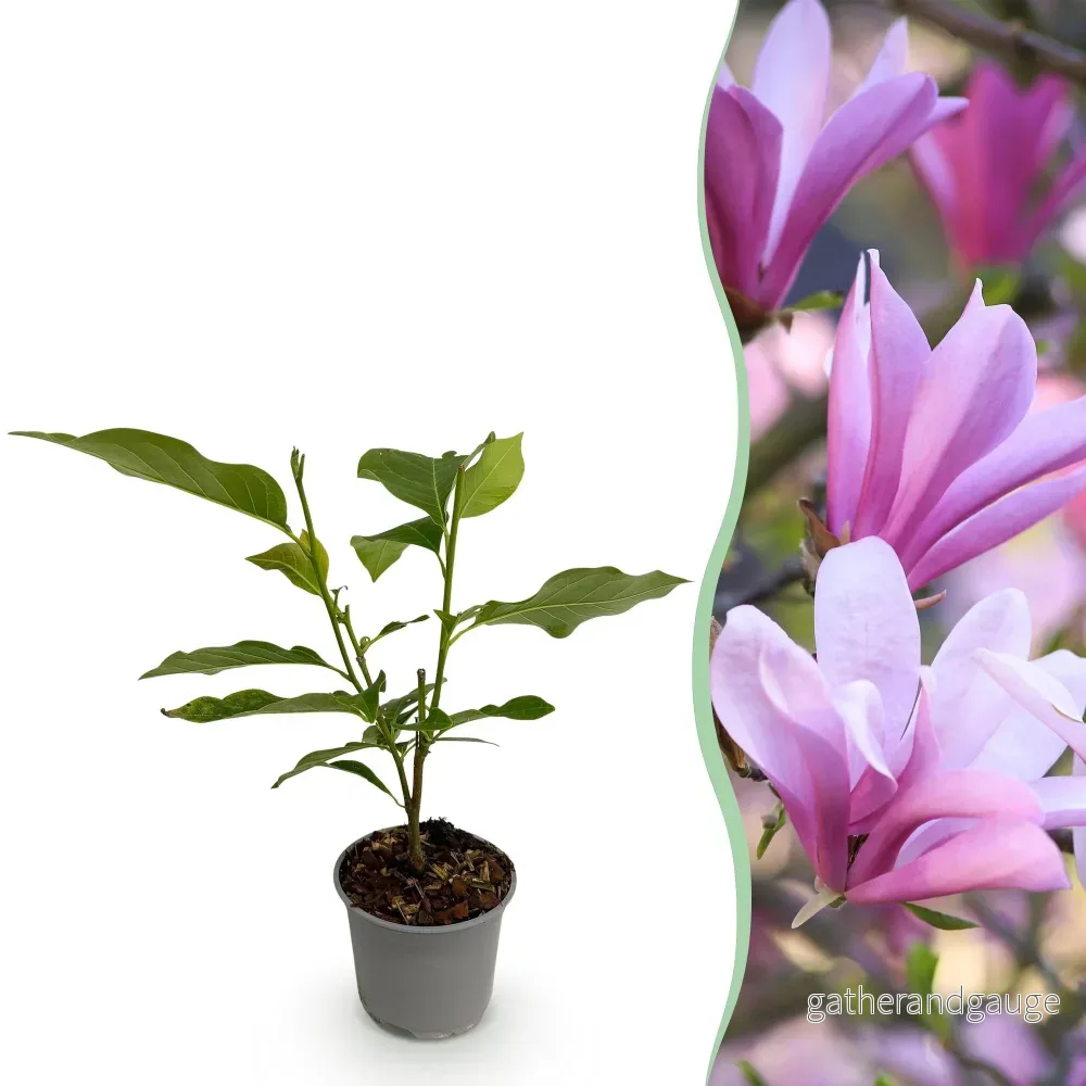 Magnolia (Magnolia x) 'Betty' - Bild 2