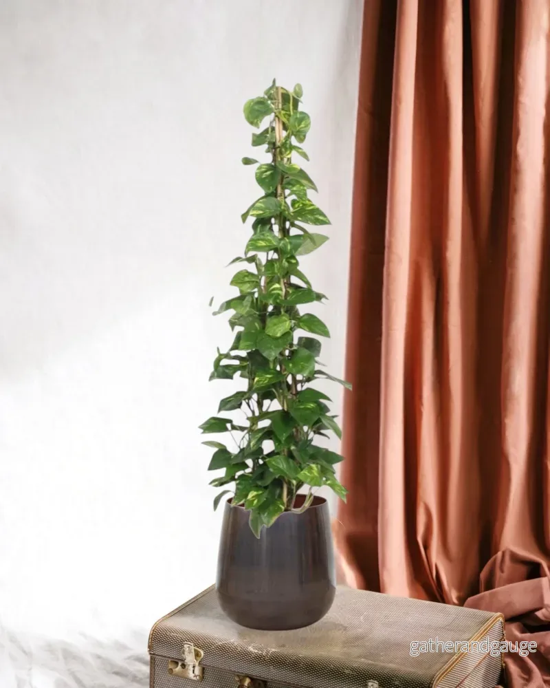 Epipremnum Aureum pothos Epipremnum Aureum pothos