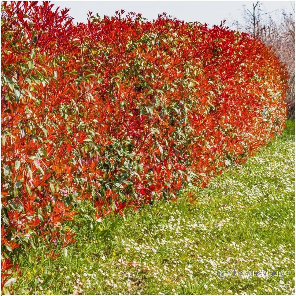 Photinia fraseri ’Red Robin’ – Set om 6