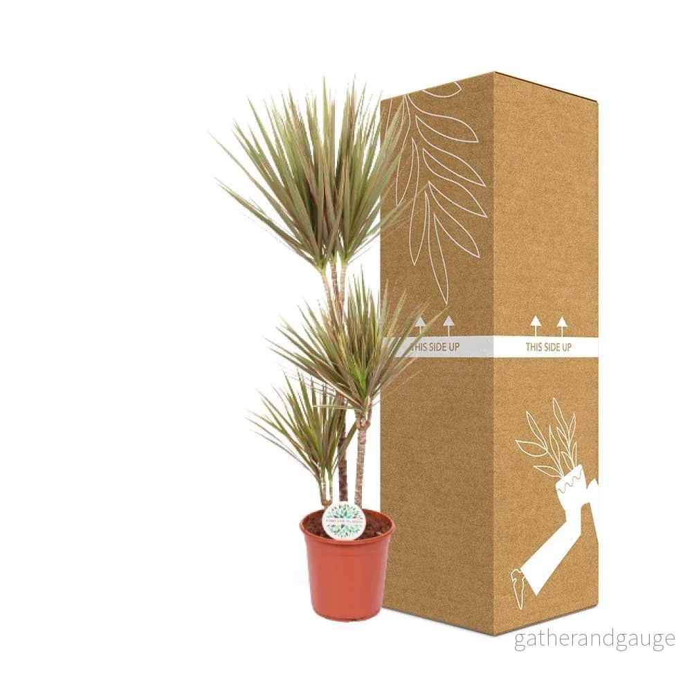 Dracaena Bicolor - Bild 3
