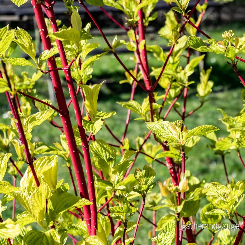 Sibirisk Kornell (Cornus Alba) 'Sibirica' - Bild 3