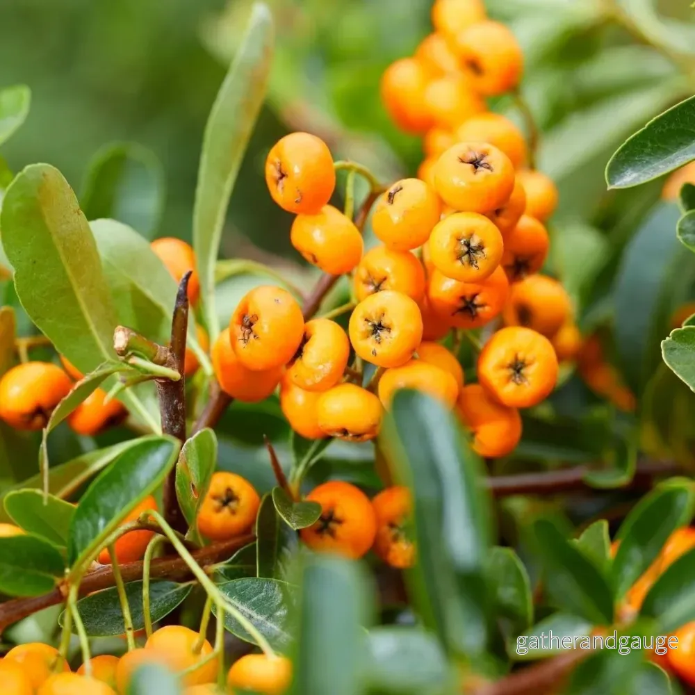 Pyracantha Coccinea Sunny Star - Set om 2 - Bild 3
