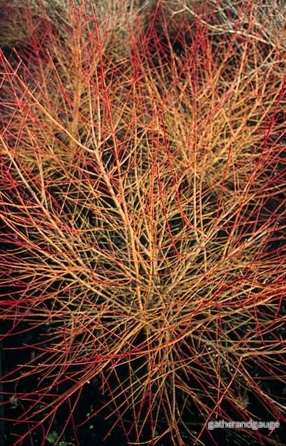 Röd Kornell (Cornus sanguinea) ’Anny’s Winter Orange’