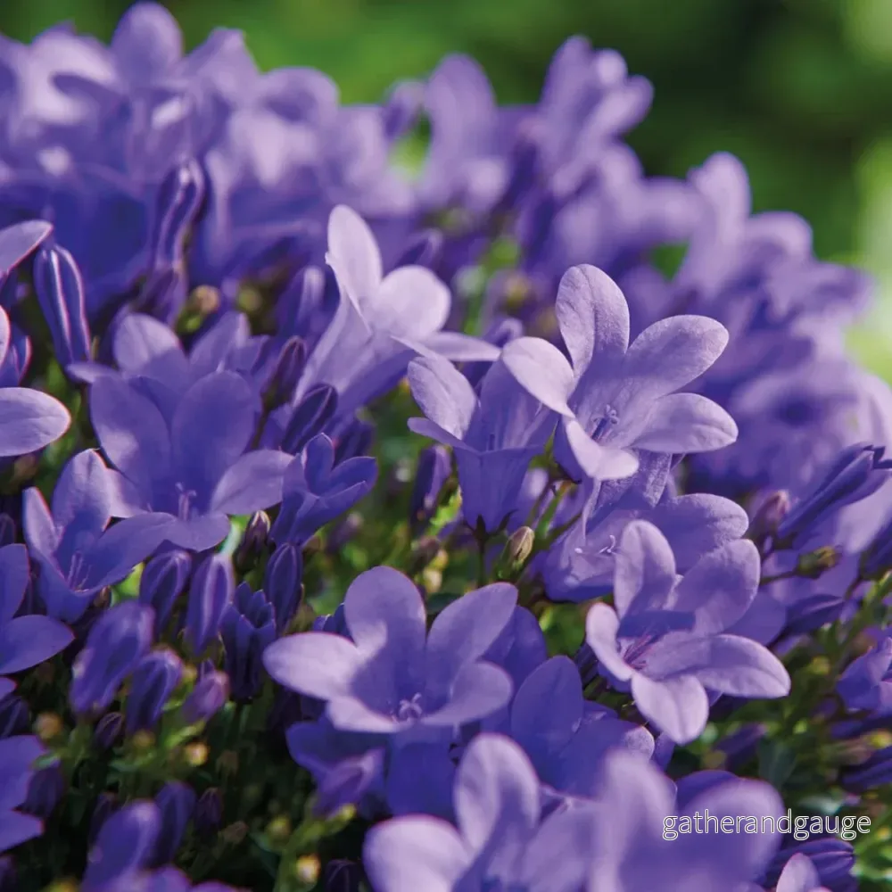 Vit Balkonbak med 3 lila Campanula Addenda - Bells - Bild 3