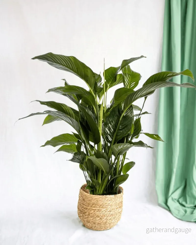 Vit Spathiphyllum Vit Spathiphyllum