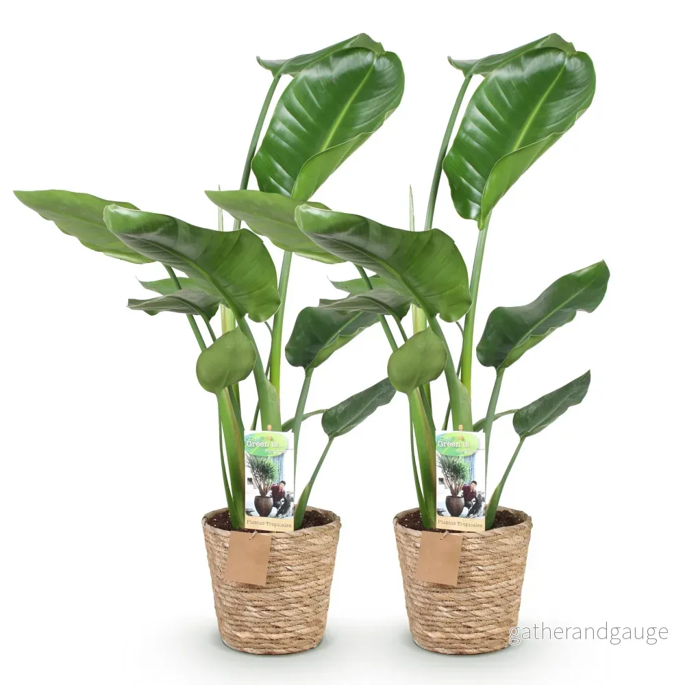 Strelitzia nicolai – Paket om 2 – Kruka 17 cm – Höjd 70-90cm - Bild 3
