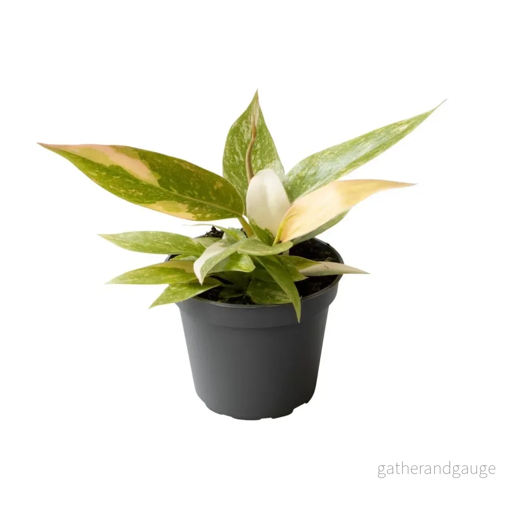 Mini Philodendron Ring Of Fire - Bild 2