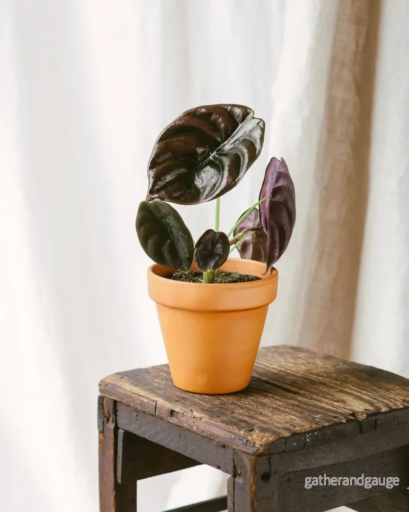 Alocasia Red hemlighet Alocasia Red hemlighet