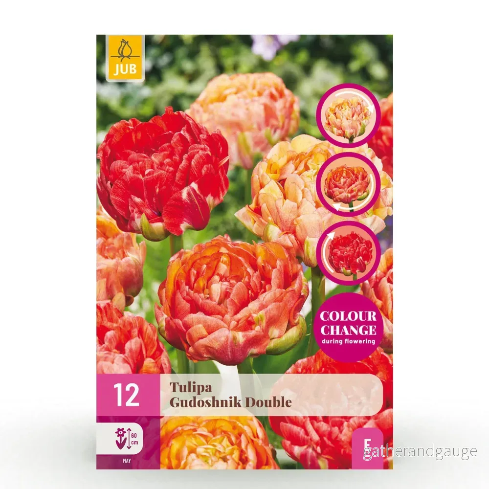 Green boutiQ – Bloembollen – Tulp Gudoshnik Double – Dubbel Bloemig – 12 stuks – Bolmaat 11/12 – XXL Pack Green boutiQ – Bloembollen – Tulp Gudoshnik Double – Dubbel Bloemig – 12 stuks – Bolmaat 11/12 – XXL Pack