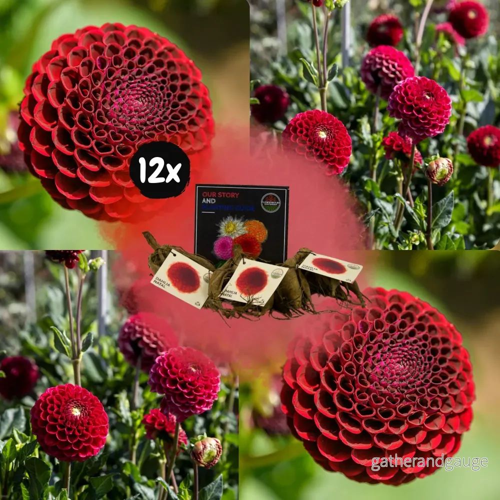 Dahlia Pompom Natal – låda med 12 lökar Dahlia Pompom Natal – låda med 12 lökar