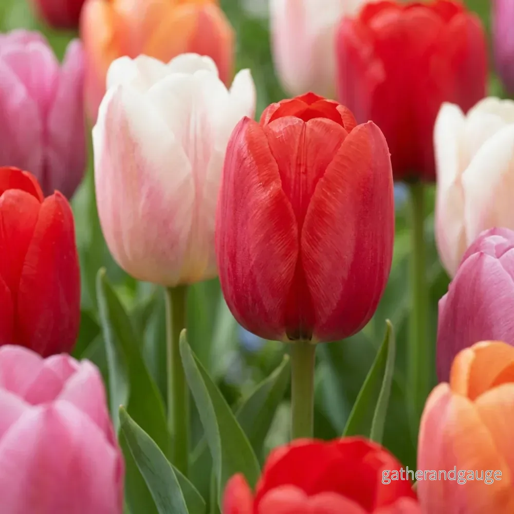 Tulipe Glowing with pride en mélange