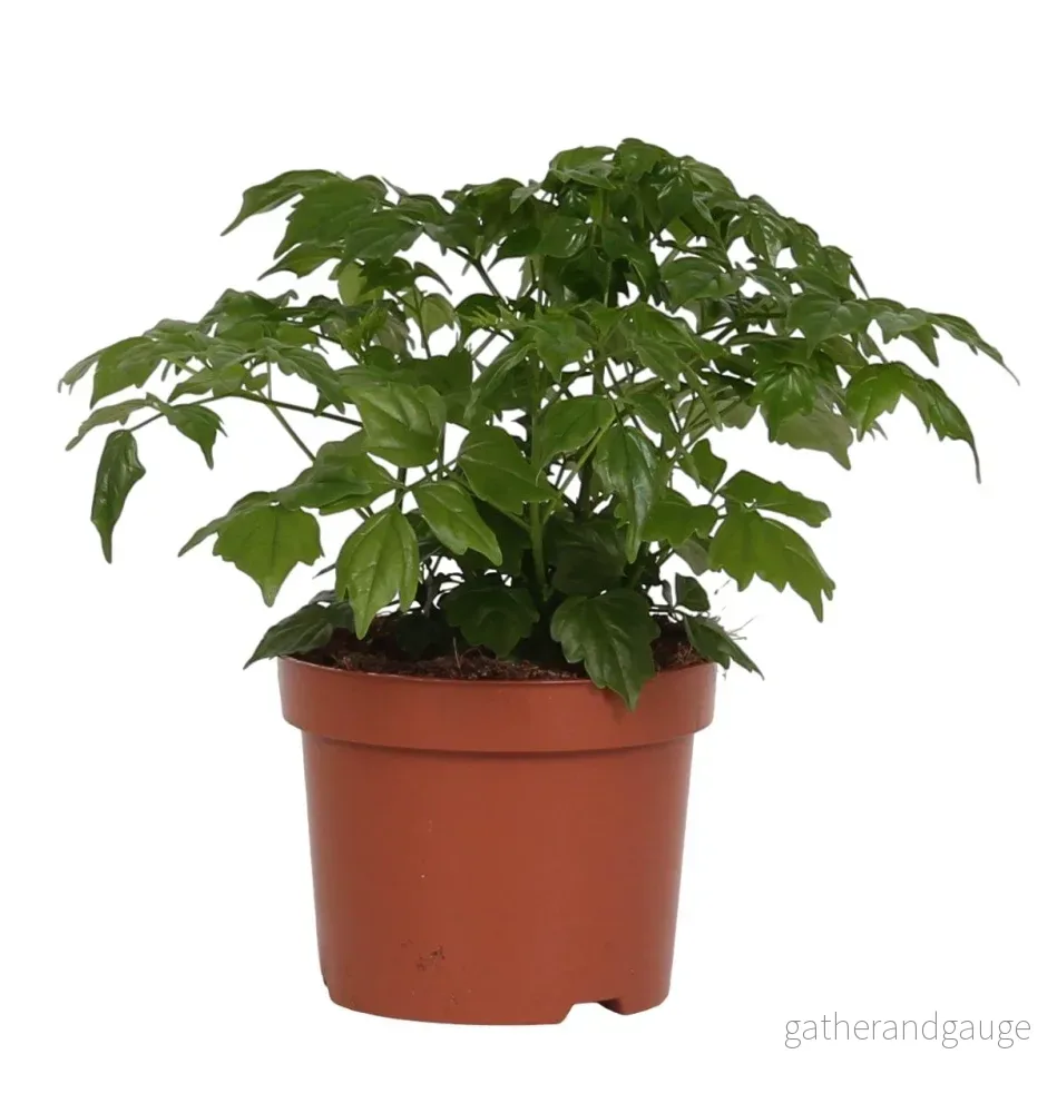 Rademachera Sinica Rademachera Sinica