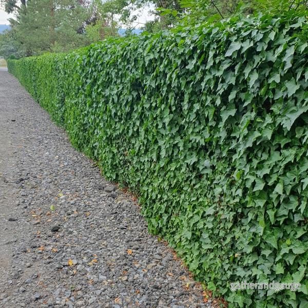 Irländsk Murgröna (Hedera Hibernica)