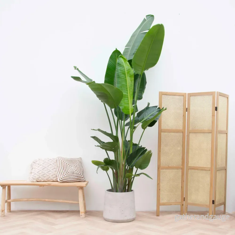 Strelitzia Nicolai XXL - 225 cm - ø27 - Bild 3