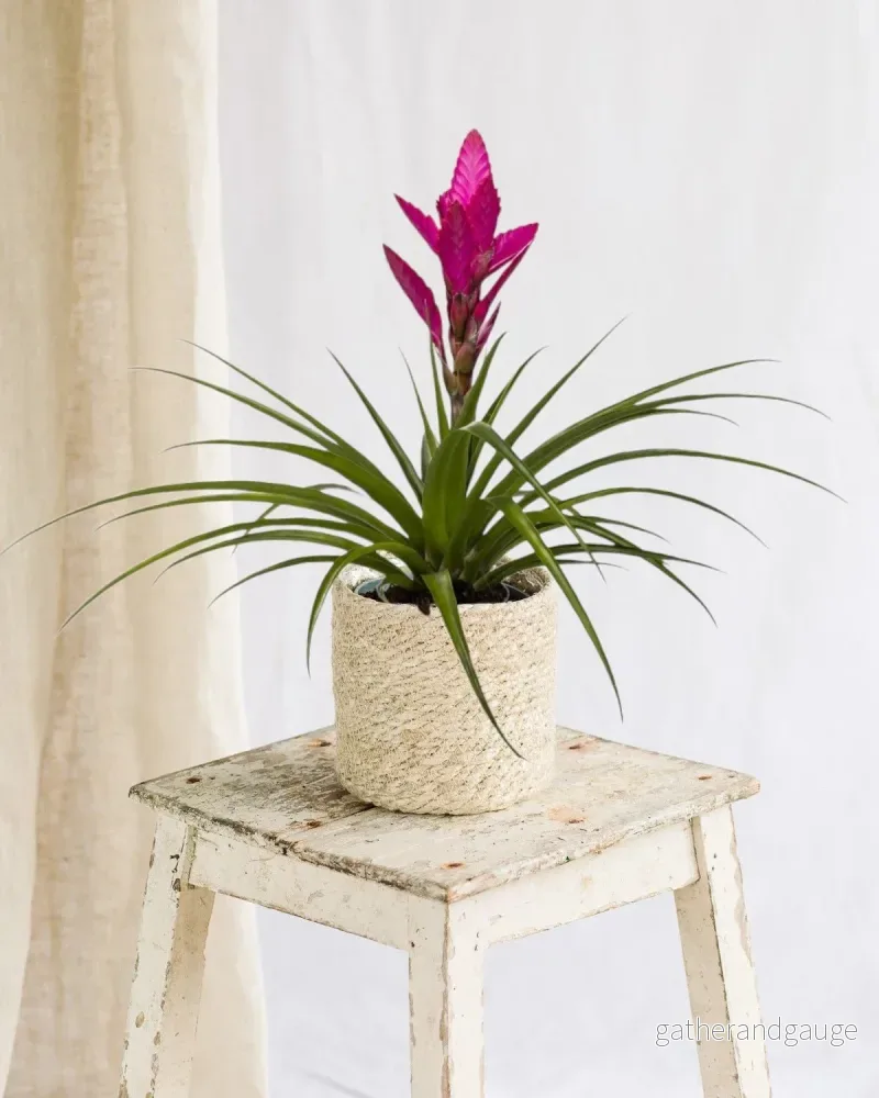 Bromelia Amira Bromelia Amira