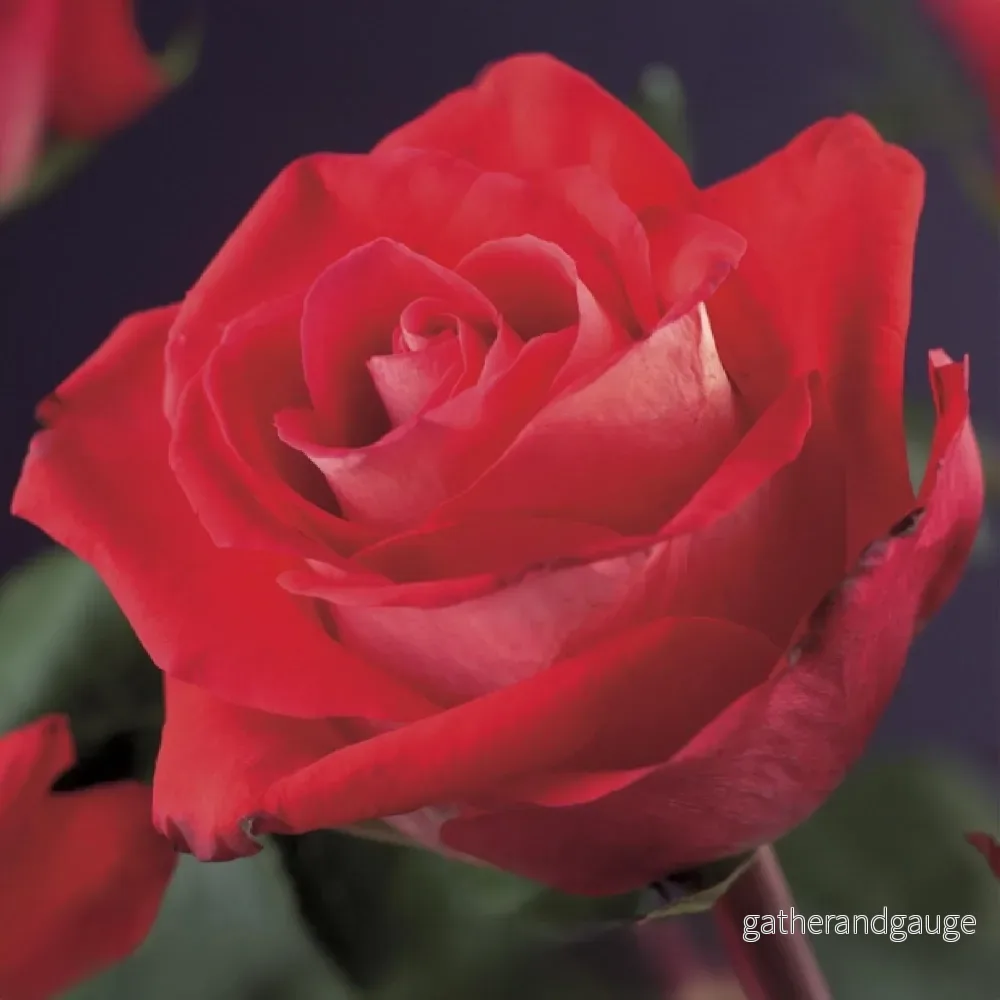 Klätterros (Rosa) 'Red Climber' - Bild 3