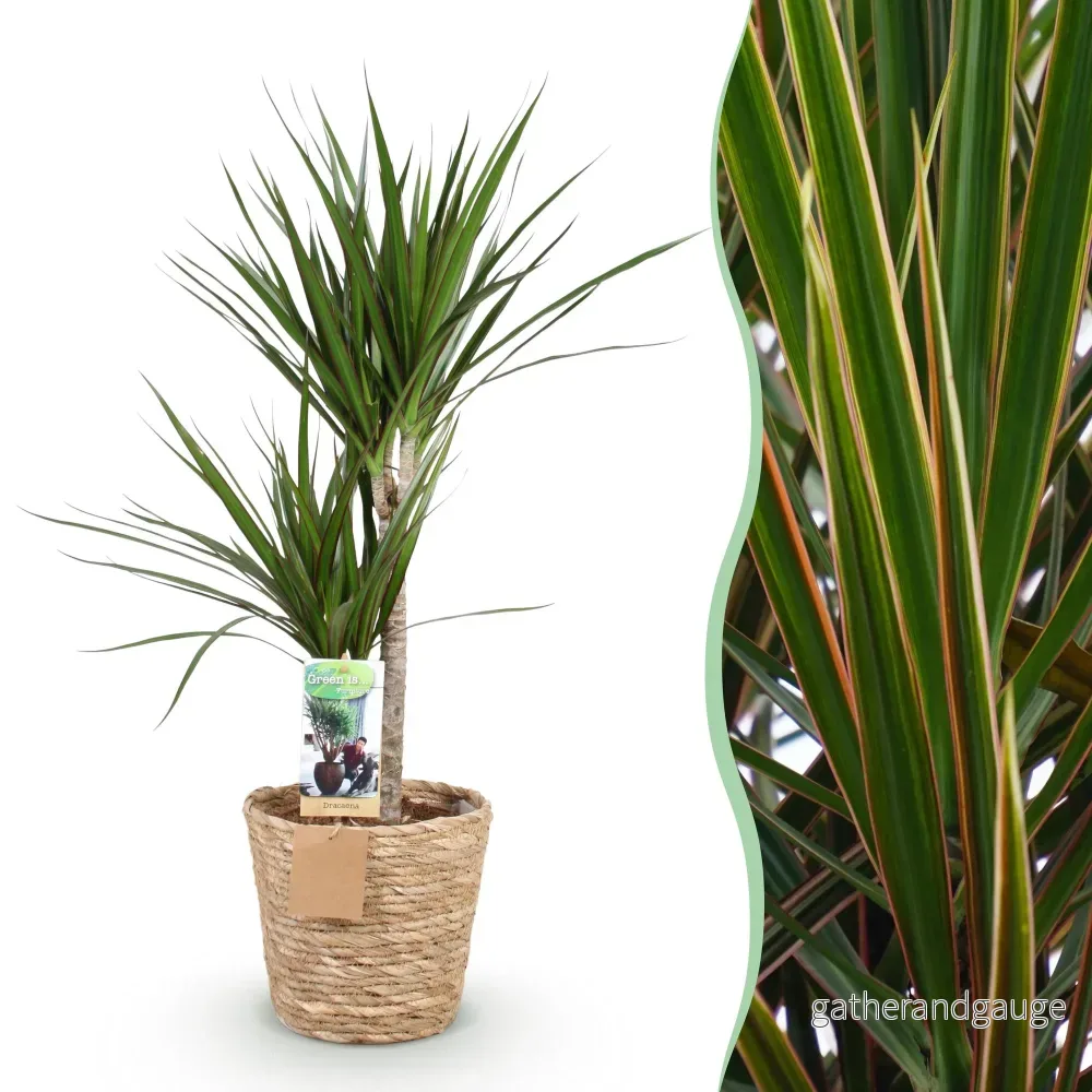 Dracaena Marginata och kruka - Bild 2