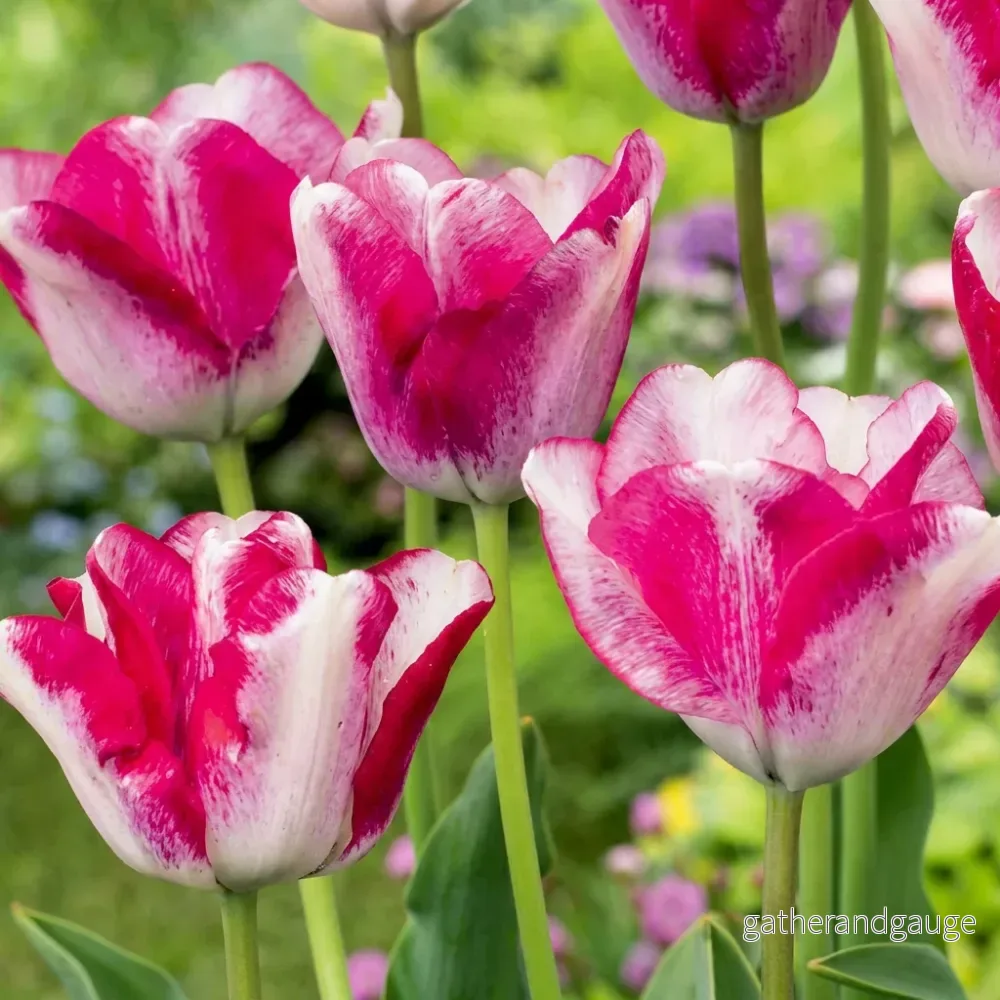 Tulipe Mata Hari