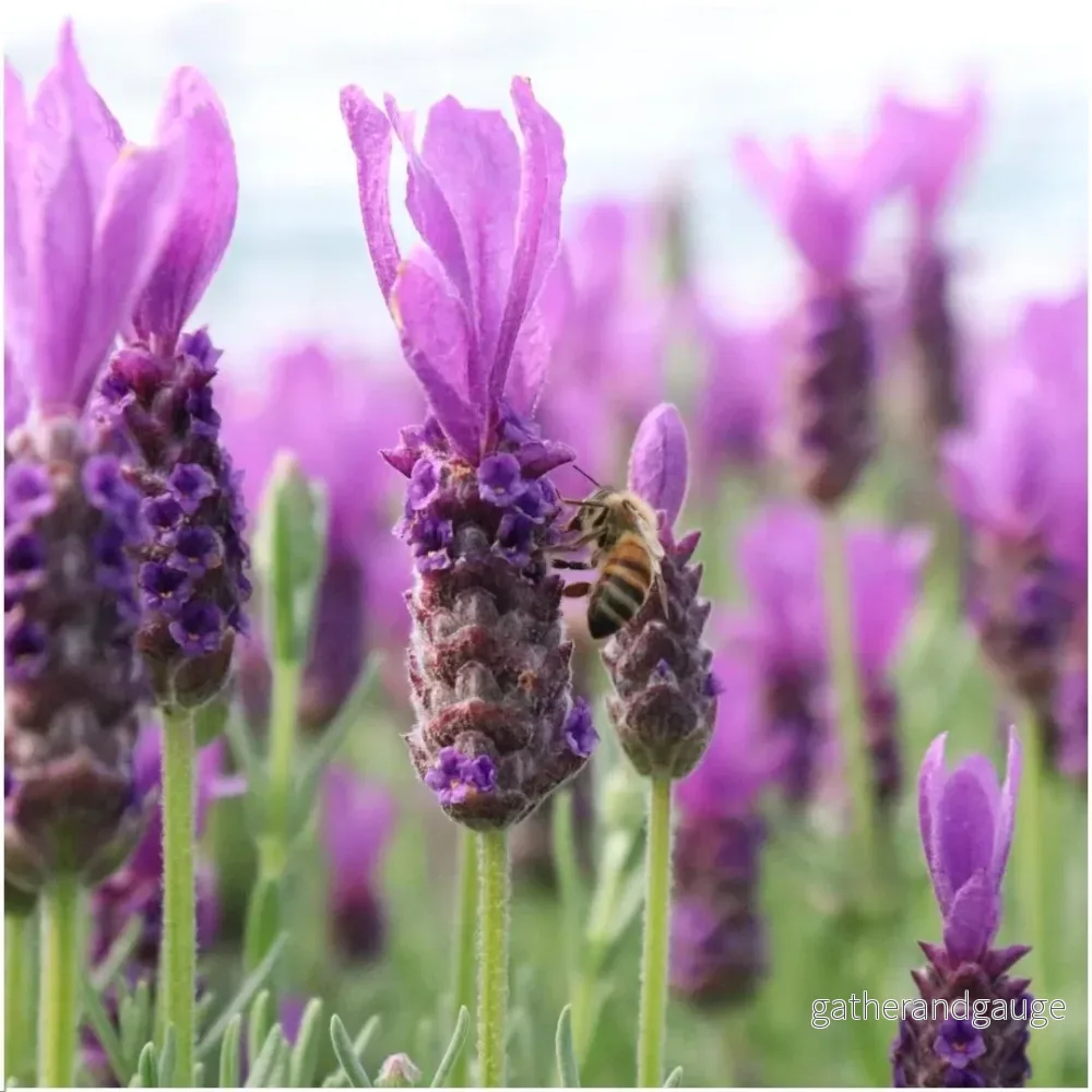 Lavendel i kruka – set om 3 – Ø13cm – utomhusblommande växt