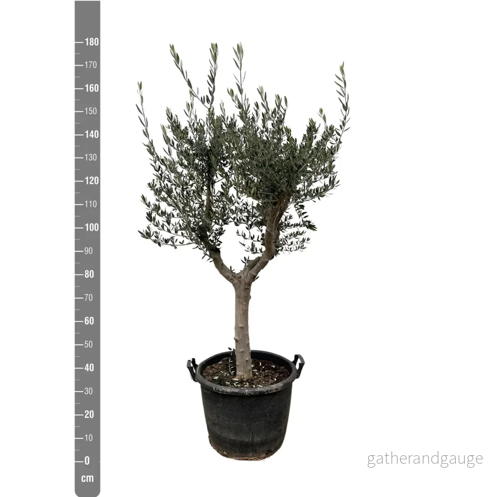 Olea Europaea Cultivo - 210cm - Ø45 - Bild 2