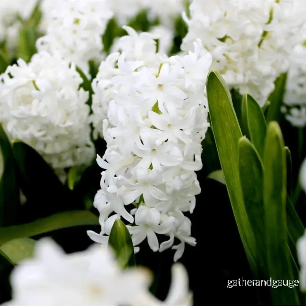 30 lökar tidigt på våren: Hyacinte Louvre & Crocus Flower Record - Bild 2