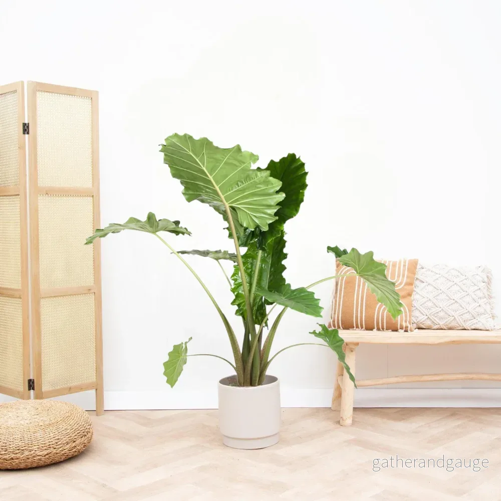 Alocasia Portodora - Bild 3