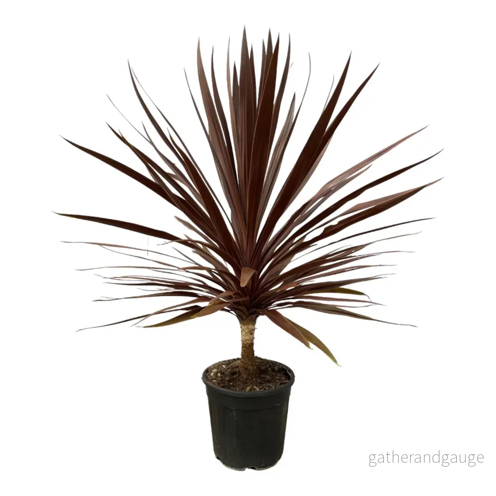 Cordyline Röd Stjärna - Bild 2