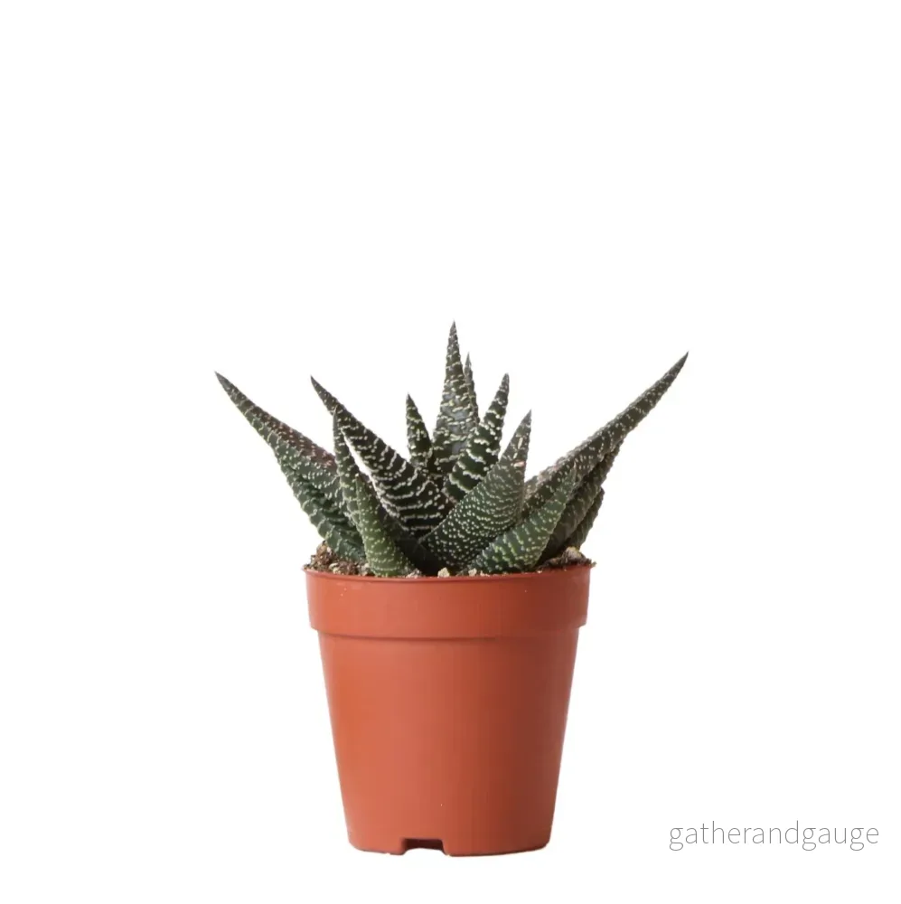 Haworthia Royal Highness h15cm Haworthia Royal Highness h15cm