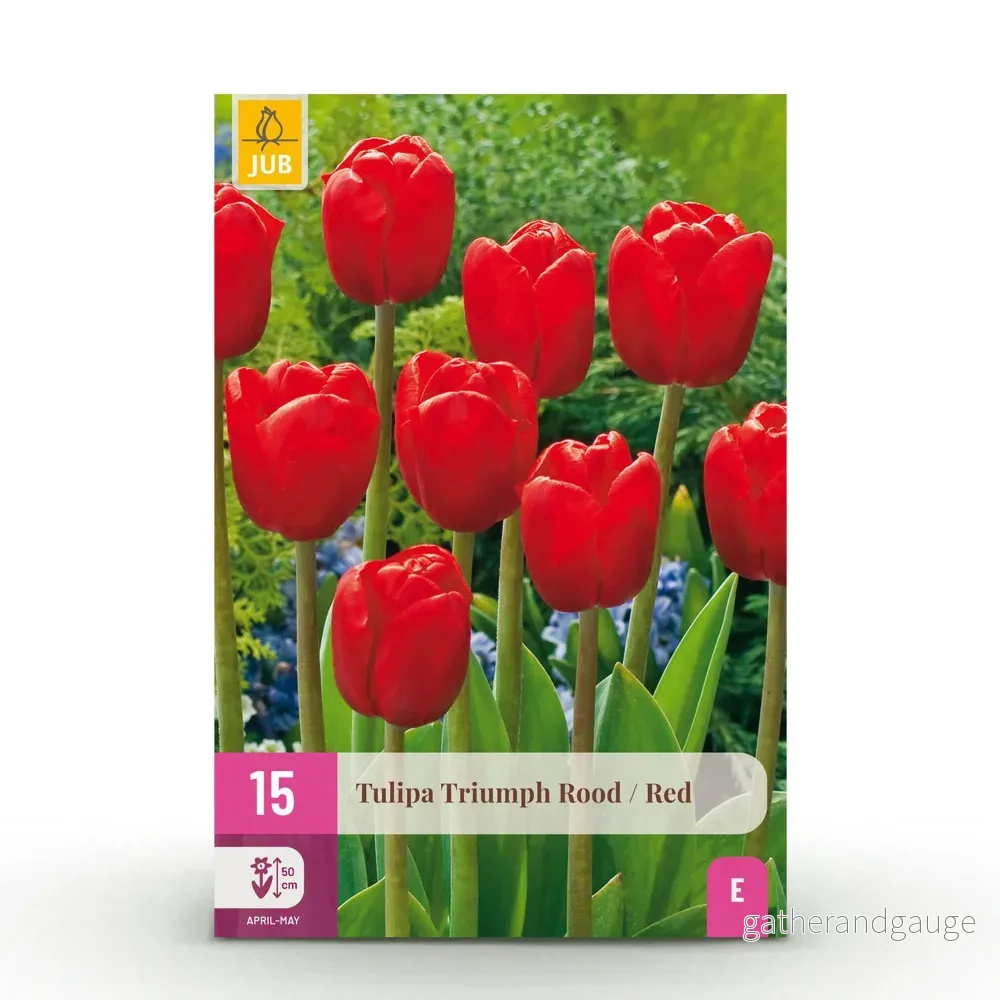 Green boutiQ – Bloembollen – Tulp Triumph Red – Kleur Rood – 15 stuks – Bolmaat 11/12 – XXL Pack