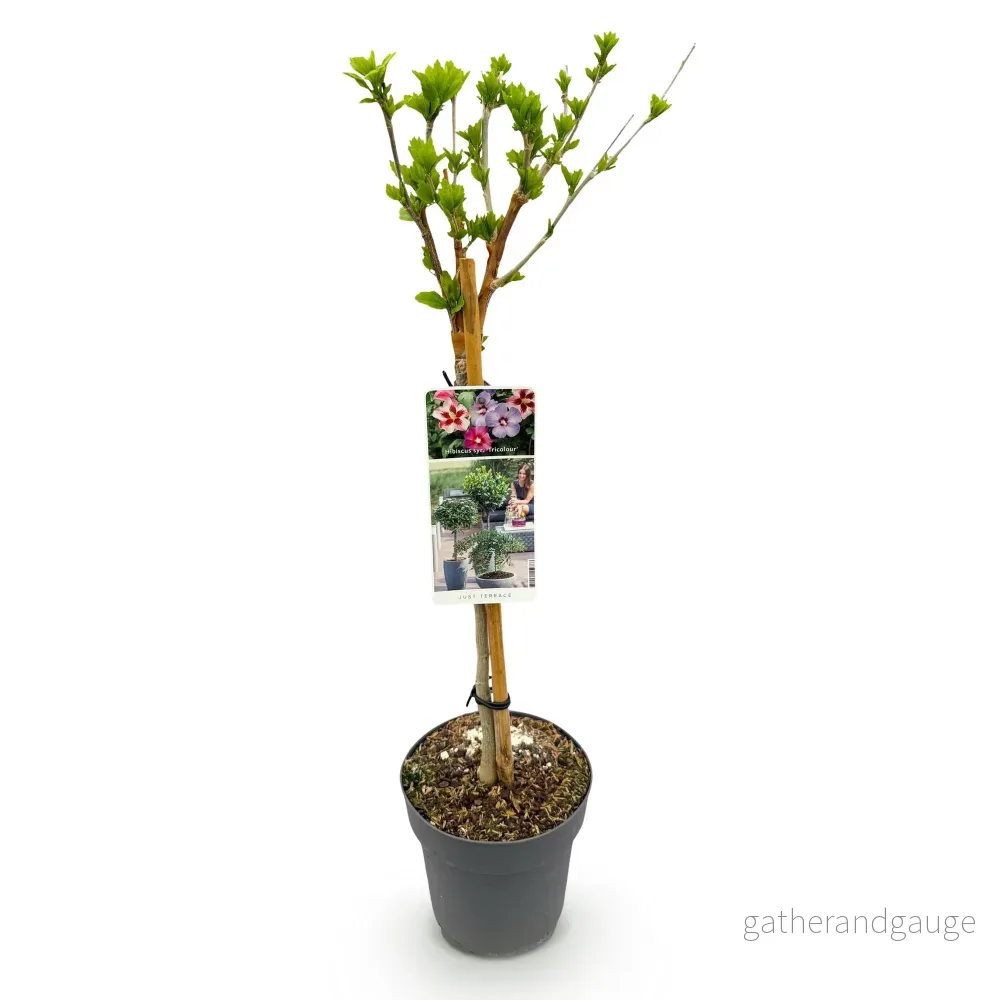Althea (Hibiscus syriacus) 'Tricolour' - Bild 3