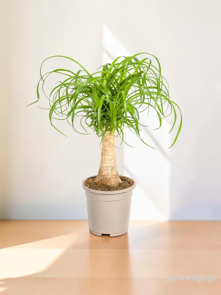 Beaucarnea Recurvata Stam Ø17cm – ↕40 – 60cm