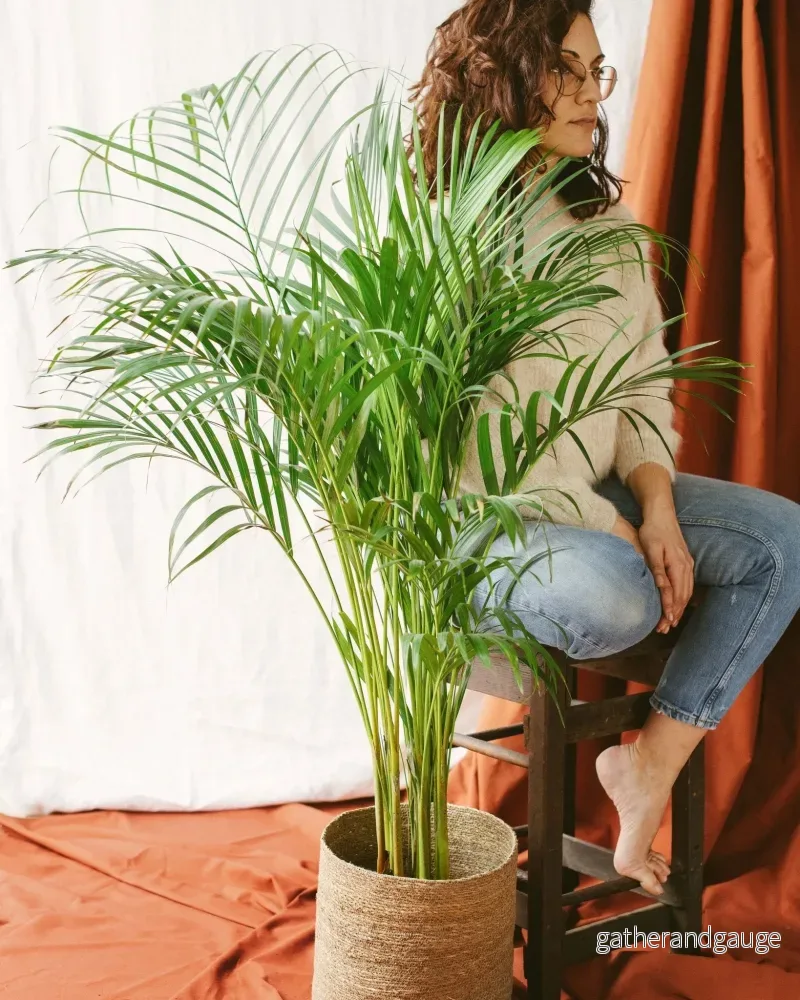 Areca palm Areca palm