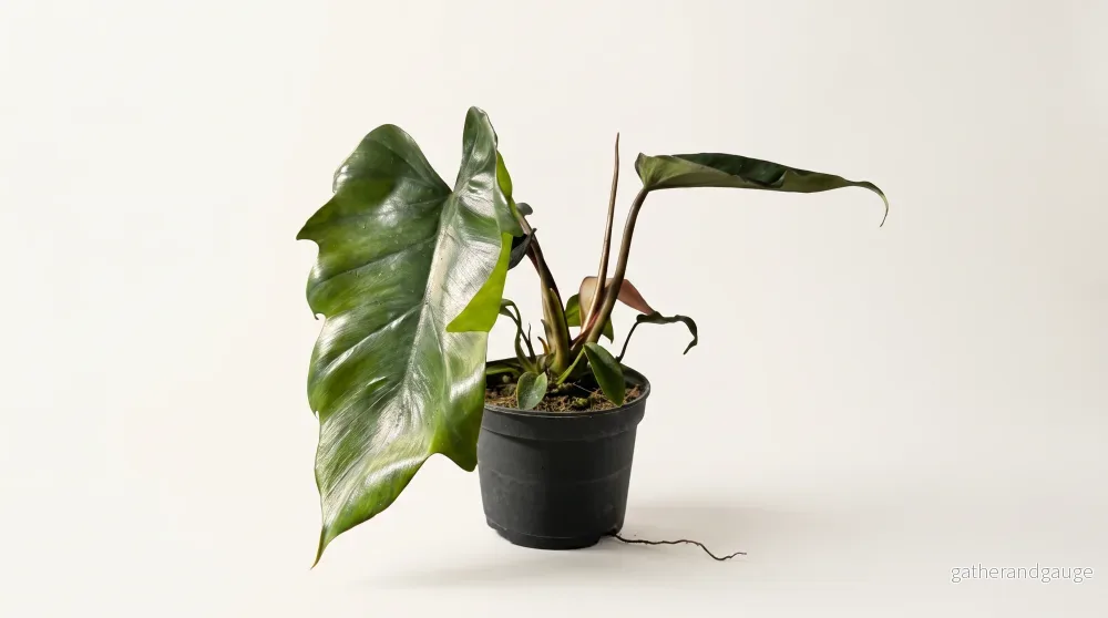 Philodendron mayoi, 12 cm, 8 plantor i brätte, 5 brätte per hylla