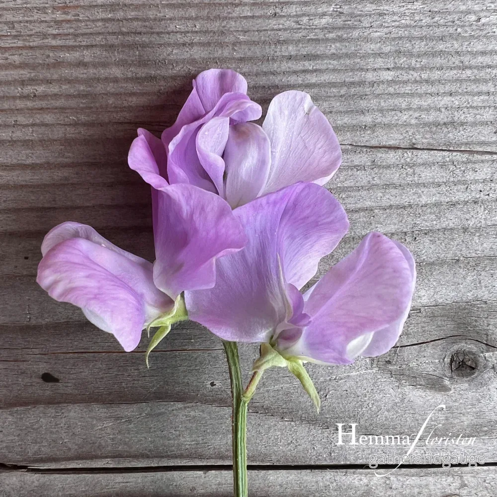 Luktärt – Royal Lavender Luktärt – Royal Lavender
