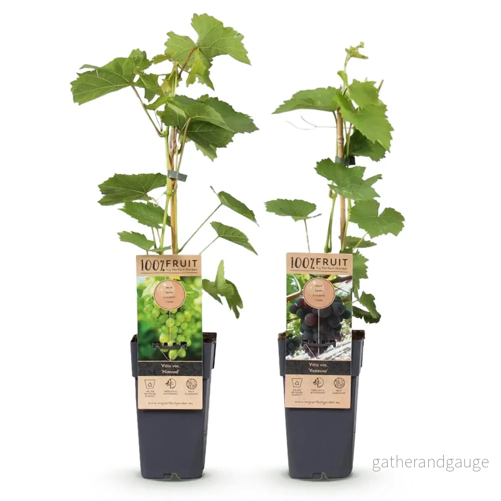 Vinrankor (Vitis vinifera) 'Vanessa & Himrod' - Bild 3