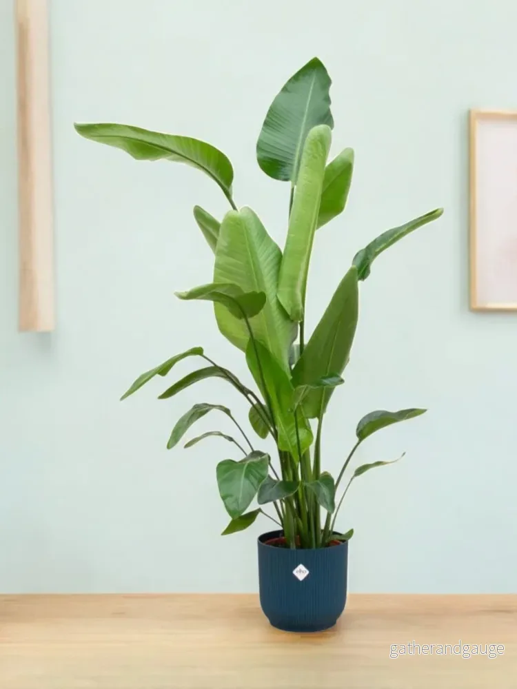 Strelitzia Nicolai 160cm och dess kruka Strelitzia Nicolai 160cm och dess kruka