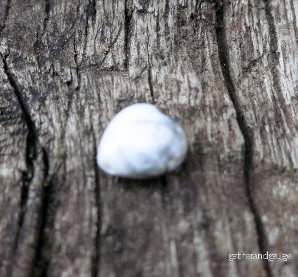 Howlite - Hjärta 10 mm 1 styck - Bild 2