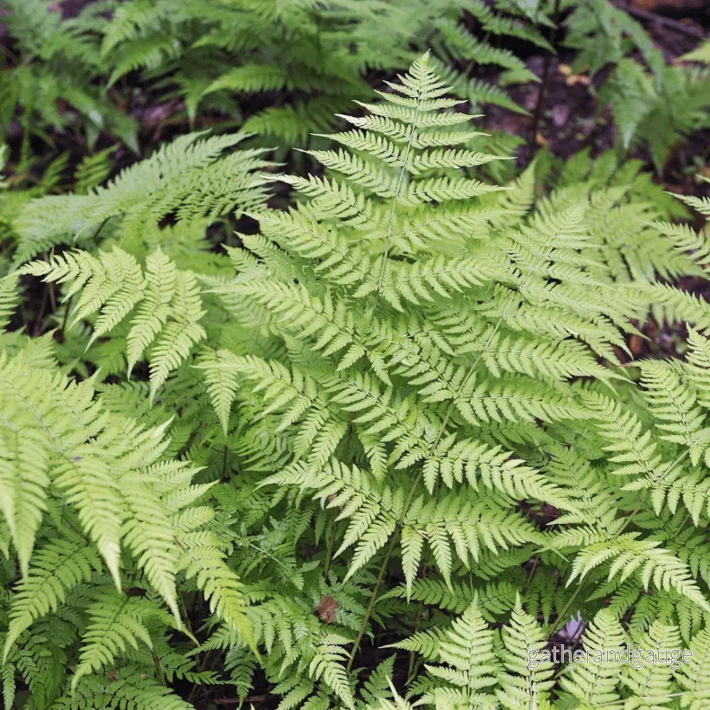 Manlig Bräken (Dryopteris filix-mas) 'Dryopteris Filix-Mas' - Bild 3