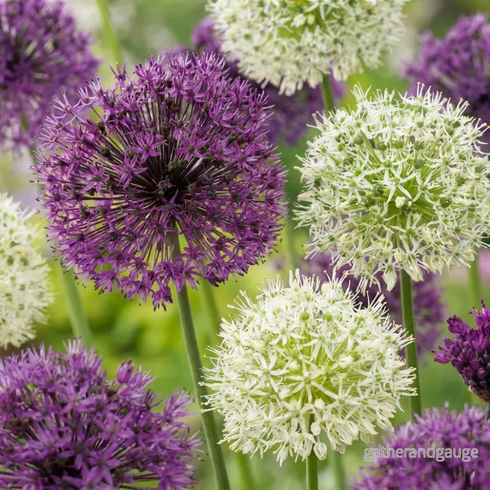 Ail d'ornement en mélange pourpre et blanc - calibre 10/12