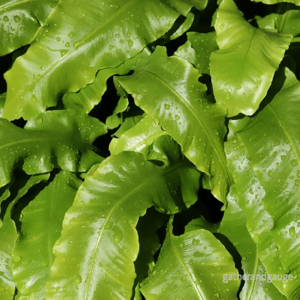 Hjorttunga-ormbunke (Asplenium Scolopendrium) - Bild 3